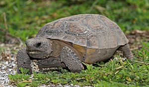 Gopherus polyphemus Tomfriedel