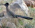 Greater Roadrunner-JRO