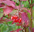 Guelder Rose Viburnum opulus (51922038259).jpg