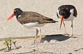 Haematopus palliatus -Atlantic coast, Cape May, New Jersey, USA-8