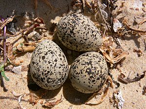 Hooded Plover eggs444