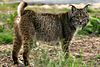 Iberian Lynx full body.JPG