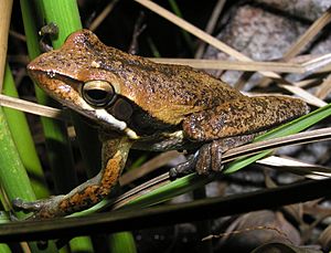 Litoria adelaidensis.JPG