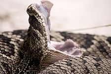 LouisvilleZooCrotalus