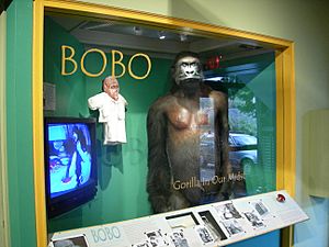 MOHAI Bobo