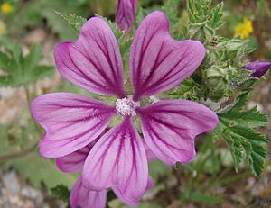 Malva sylvestris (1)