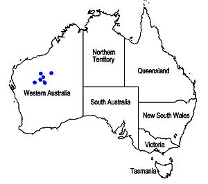 Map.Dicrastylis kumarinensis.jpg