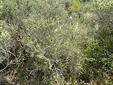 Melaleuca striata (habit)