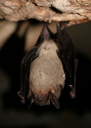 Myotis grisescens hibernating