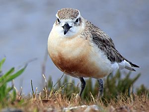 New Zealand Dotterel Waiheke Island.jpg