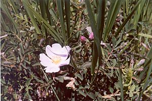 North Dakota Knife River Village Prairie Rose