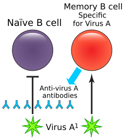 Original antigenic sin.svg