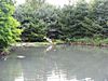 Perch at the WWT London Wetland Centre - geograph.org.uk - 1446536.jpg