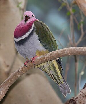 Pink-headed Fruit Dove 001.jpg