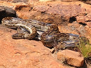 Python natalensis G. J. Alexander.JPG