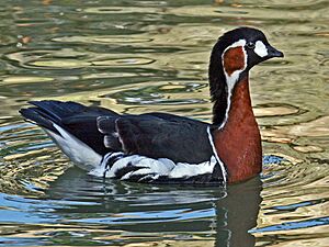 Red-breasted Goose (Branta ruficollis) RWD2