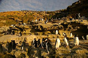 Rockhopper-Colony