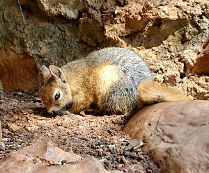 Sciurus anomalus - Jeita Grotto