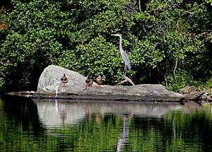 Silvermine Heron Mallards