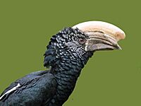 Silvery-cheeked Hornbill RWD2