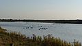 Snettisham-ducks