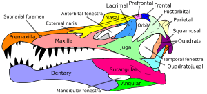 Spinosaurus skull en