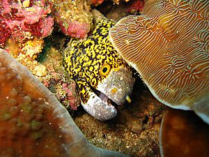 Spotted moray eel