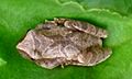 Spring peeper