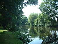 The Wensum under trees