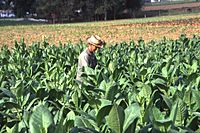 Tobacco field cuba2