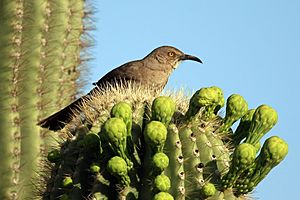 Toxostoma curvirostre Arizona