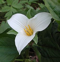 Trillium ovatum (3)