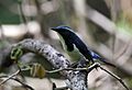 Ultramarine Flycatcher I IMG 6835