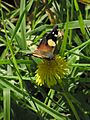 Vanessa itea feeding