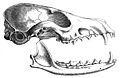 Vpusillaskull