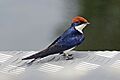 Wire-tailed swallow (Hirundo smithii smithii)