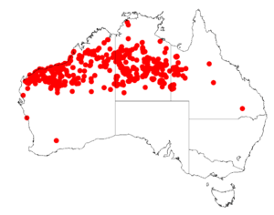 Acacia ancistrocarpaDistMap44.png