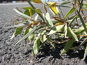 Acacia aneura pods