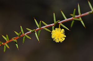 Acacia sphacelata Benth. subsp. sphacelata.jpg