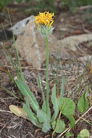 Agoseris glauca 8503.jpg