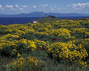 Anacapa-Island-Coreopsis