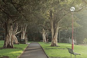 Anderson Park, Neutral Bay Australia.JPG