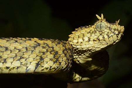 Atheris ceratophora 188224807