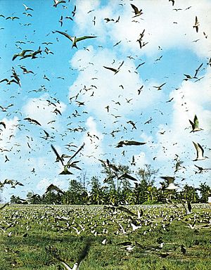 Bird flocks Bird Island Seychelles