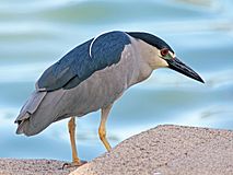 Black-crowned Night Heron RWD7.jpg