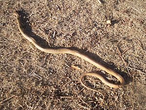 BrownSnake Australia