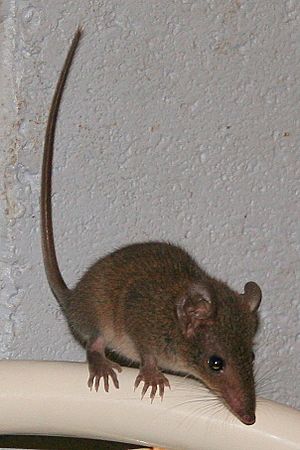 Brown Antechinus.jpg