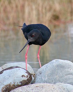 Captive bred kakī, black stilt.jpg