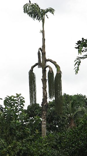 Caryota urens full.jpg