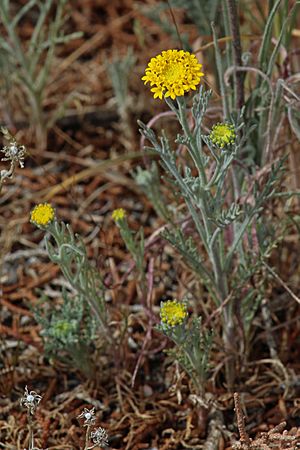 Chaenactis glabriuscula 8141